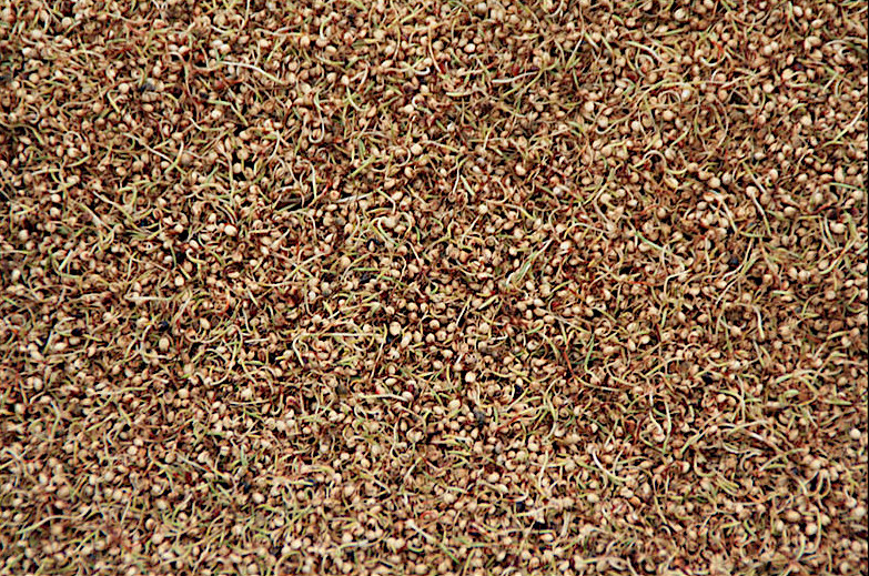 Sprouted sorghum seeds ( Photo Alexandre Magot)
